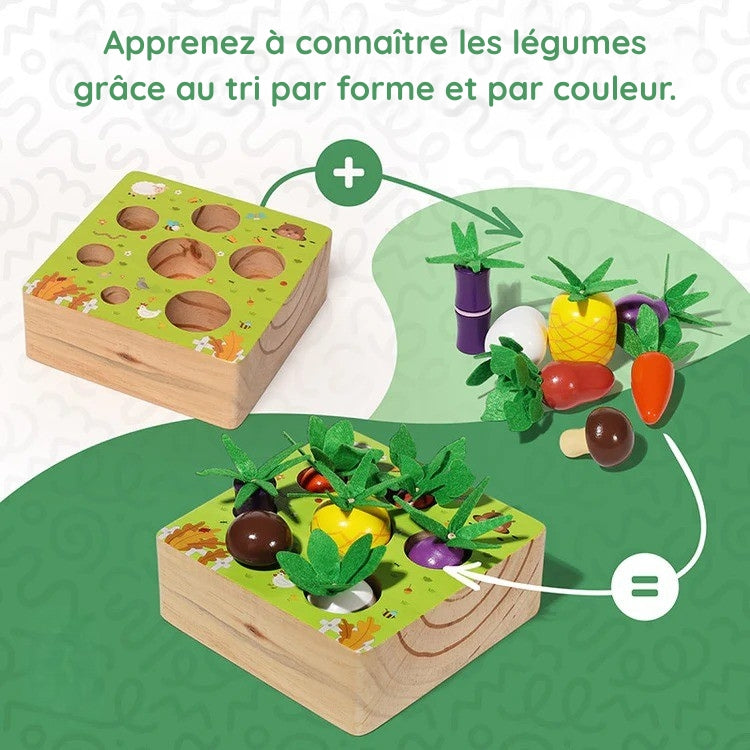 Ensemble de légumes Montessori